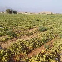 اجاره دادن زمین کشاورزی|اجارهٔ دفتر صنعتی، کشاورزی، تجاری|داراب, |دیوار