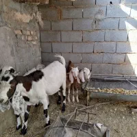 بز دورگ باکره نر|حیوانات مزرعه|مهریز, |دیوار