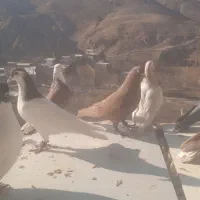 کفتربوم|پرنده|اسفراین, |دیوار