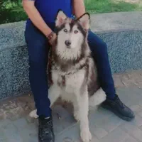 هاسکی نژاد