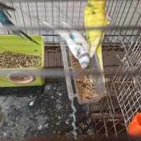 مرقه عشق ماده