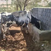 گاو|حیوانات مزرعه|یزد, |دیوار