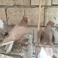 زرد دم سفید|پرنده|کشکوئیه, |دیوار