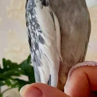 عروس هلندی دستی،جفت ونرو وماده