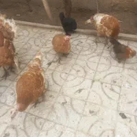 بقلمون ماده تخم گذار تعداد ۸ عدد