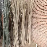 نهالستان کبوده و گردو و بادام