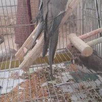 جفا عروس هلندی|پرنده|رباط‌کریم, رباط‌کریم|دیوار