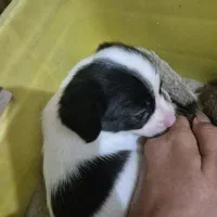 توله شیواوا اشپیتز|سگ|اصفهان, کوی شهید کشوری|دیوار