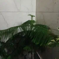 کاج مطبق