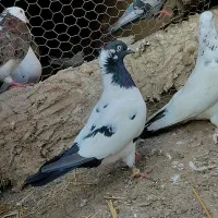 کبوتر|پرنده|سنگدوین, |دیوار