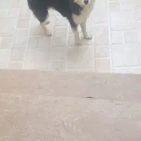 سگ هاسکی ماده مالاموت شیش ماهه سالم با شناسنامه