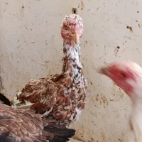 مرغ لاری اصل 6 عدد|حیوانات مزرعه|قرچک, زیبا شهر|دیوار