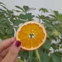 خشکبار|عمده‌فروشی|بروجن, |دیوار