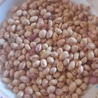 لوبیا چیتی مرغوب