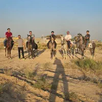 فروش اسب کرد