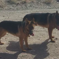 ژرمن اصیل نر و ماده