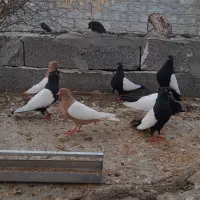 فروش سینه سیاه و زرد