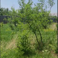 باغ با سند تک برگ داخل شهر بسطام امامزاده سی سر|فروش زمین و ملک کلنگی|بسطام, |دیوار