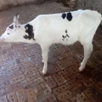گوساله شیری