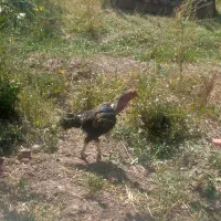 مرغ خروس لاری گلین