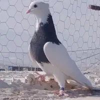 کبوتر سالم معاوضه با قناری یا عروس هلندی