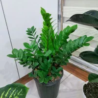 گلدان زامو بزرگ و فیکوس