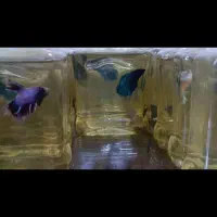 ماهی فایتر|ماهی|بندر ماهشهر, |دیوار