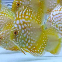 دیسکس گرید A|ماهی|مشهد, مشکینی (شهرک غرب)|دیوار