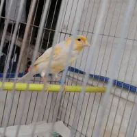 قناری نر قرص شلاقی بخون|پرنده|تهران, زهتابی|دیوار