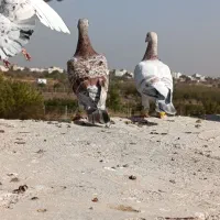 هفت‌رنگ خطی نر