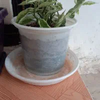 گل های پدیلانتوس|گل و گیاه طبیعی|کرمانشاه, |دیوار