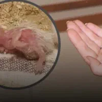 جوجه عروس هلندی