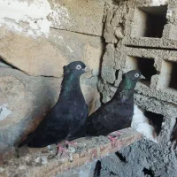 کبوتر بوشهری