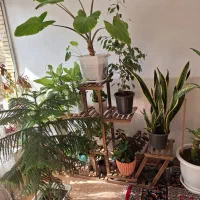 ۱۳عدد گلدان گل اپارتمانی