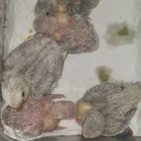 جوجه طوطی کوتوله برزیلی سرلاکی اوپالین مارال