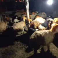 میش‌بختیاری‌‌|حیوانات مزرعه|دهدشت, |دیوار