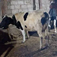 گاوشیری تازه زاشکم دوم|حیوانات مزرعه|قصابه, |دیوار