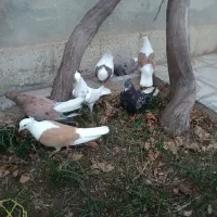 کبوتر|پرنده|اسفراین, |دیوار