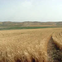 زمین دیمی کشاورزی