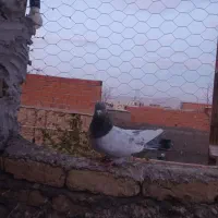 کله دم|پرنده|بجنورد, |دیوار