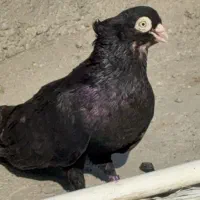 کبوتر صرب دزدیده شده