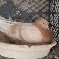 ۴ جفت زرد دوخط