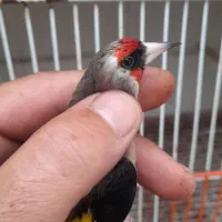 سهره نر تعدادی