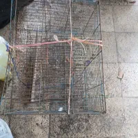 قفس سالم پرنده