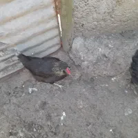 دوعددمرغ تخمگذار