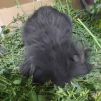 خرگوش لوپ ماده