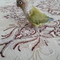 گرینچیک مژدگانی ۵۰۰۰۰۰۰ تومان