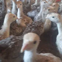 جوجه بوقلمون برنز