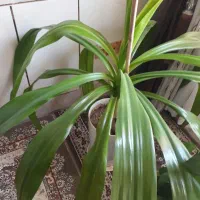 گل ذرتی شاداب|گل و گیاه طبیعی|شیراز, شهرک مهدیآباد|دیوار