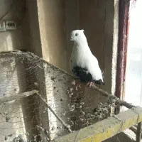 ماده دمی درشت ماده دمی